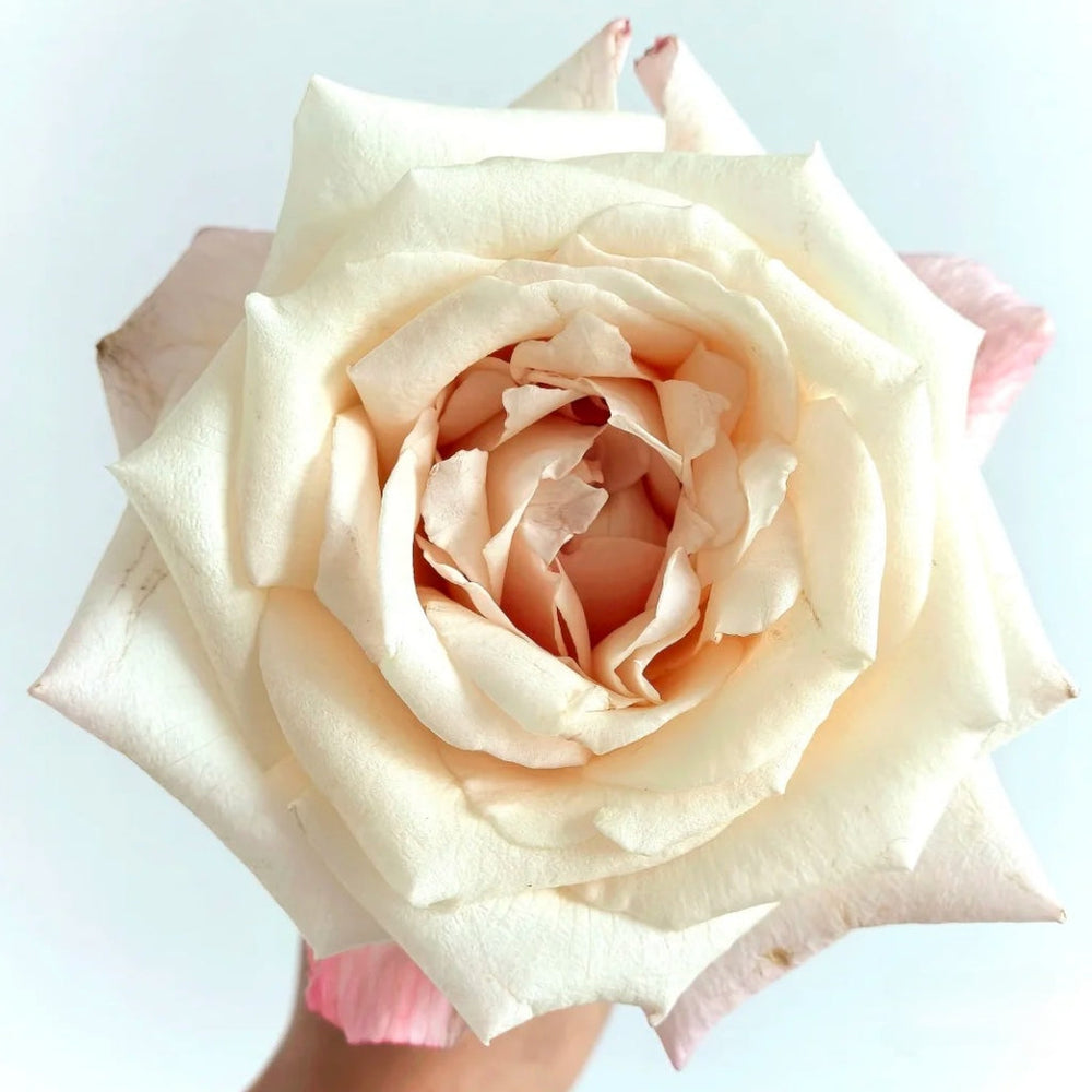 Fruit Aroma Rose