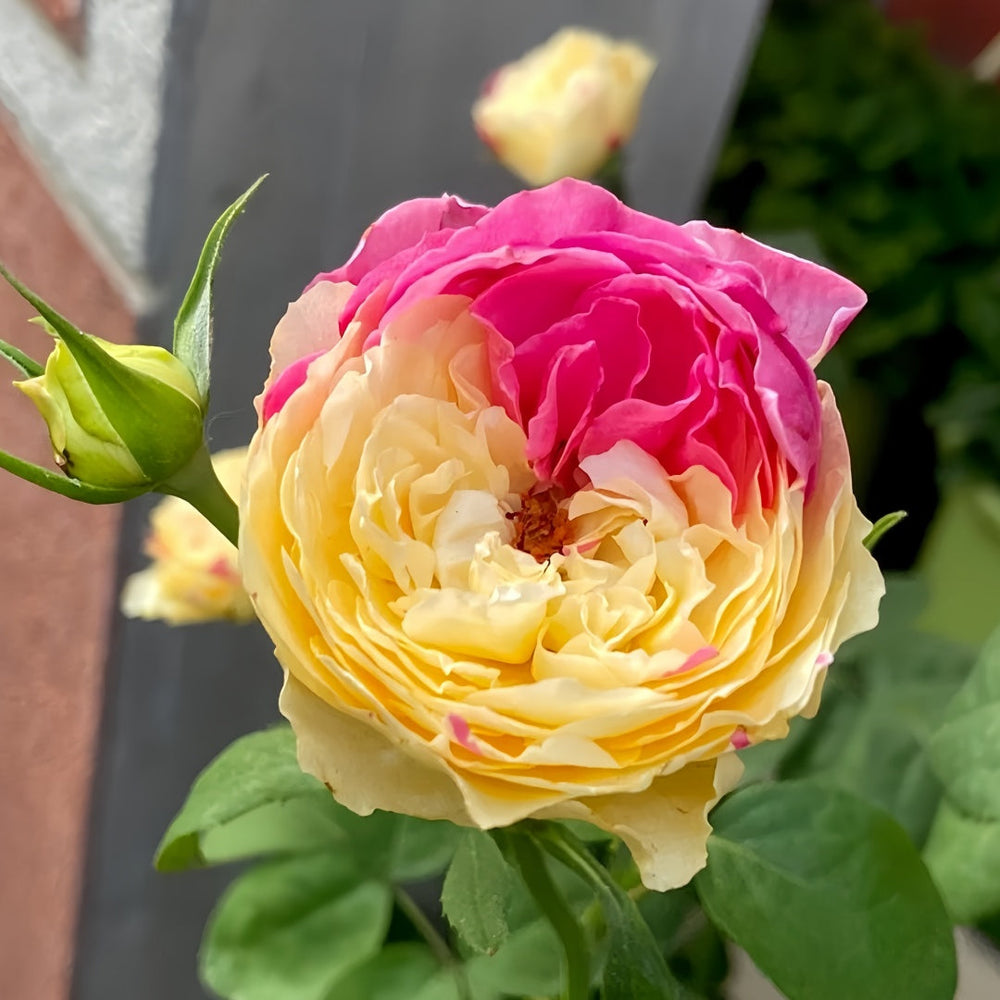 Fugetsu Rose