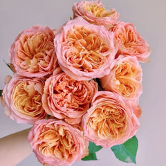 Funky Peach Rose