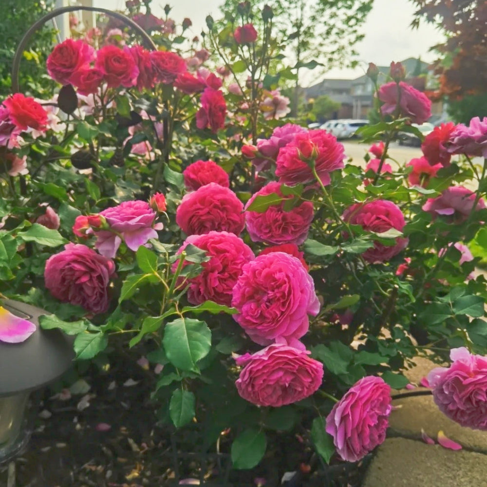 Gabriel Oak Rose
