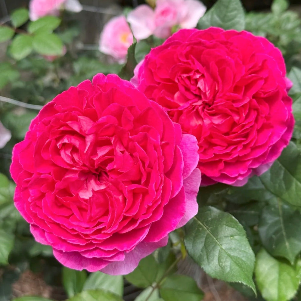 Gabriel Oak Rose