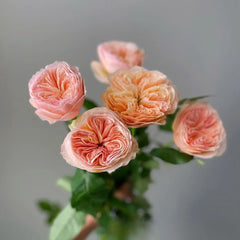 Georgina Gardens Rose