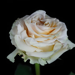 Ghobi Rose