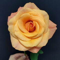 Ginger Cat Rose