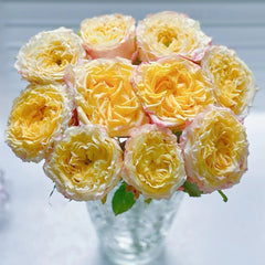 Golden Wave Rose