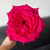 Good Vibes Rose