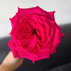 Good Vibes Rose