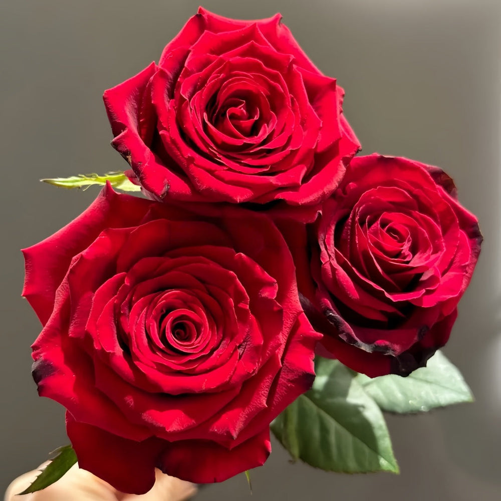 Grand Chateau Rose