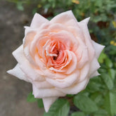 Grossherzogin Luise Rose