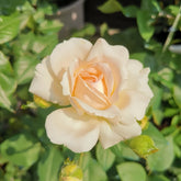Gruaud Larose Rose