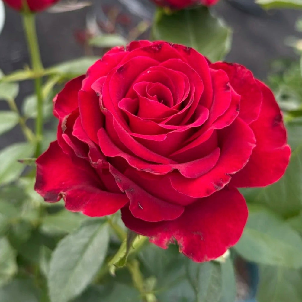 Hallelujah Rose