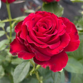 Hallelujah Rose