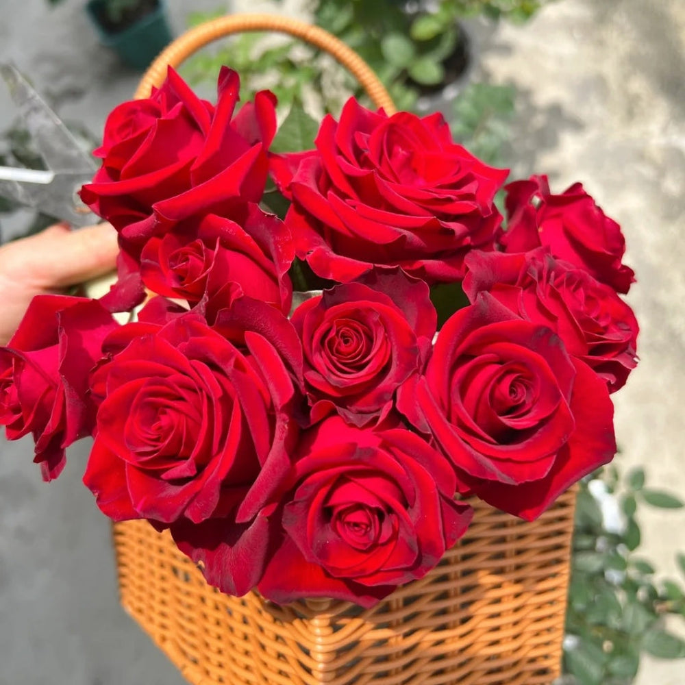 Hallelujah Rose
