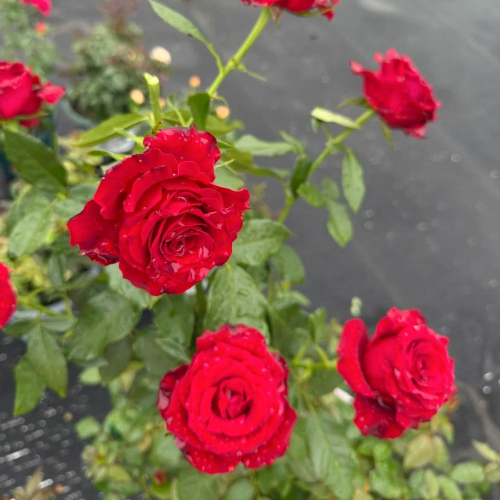 Hallelujah Rose