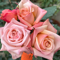 Havana Rose