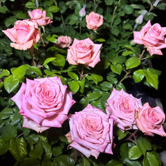 Havana Rose