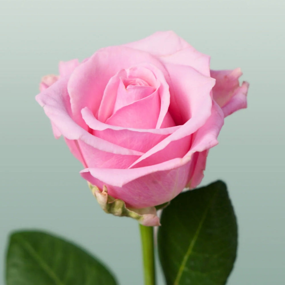 Heaven Rose