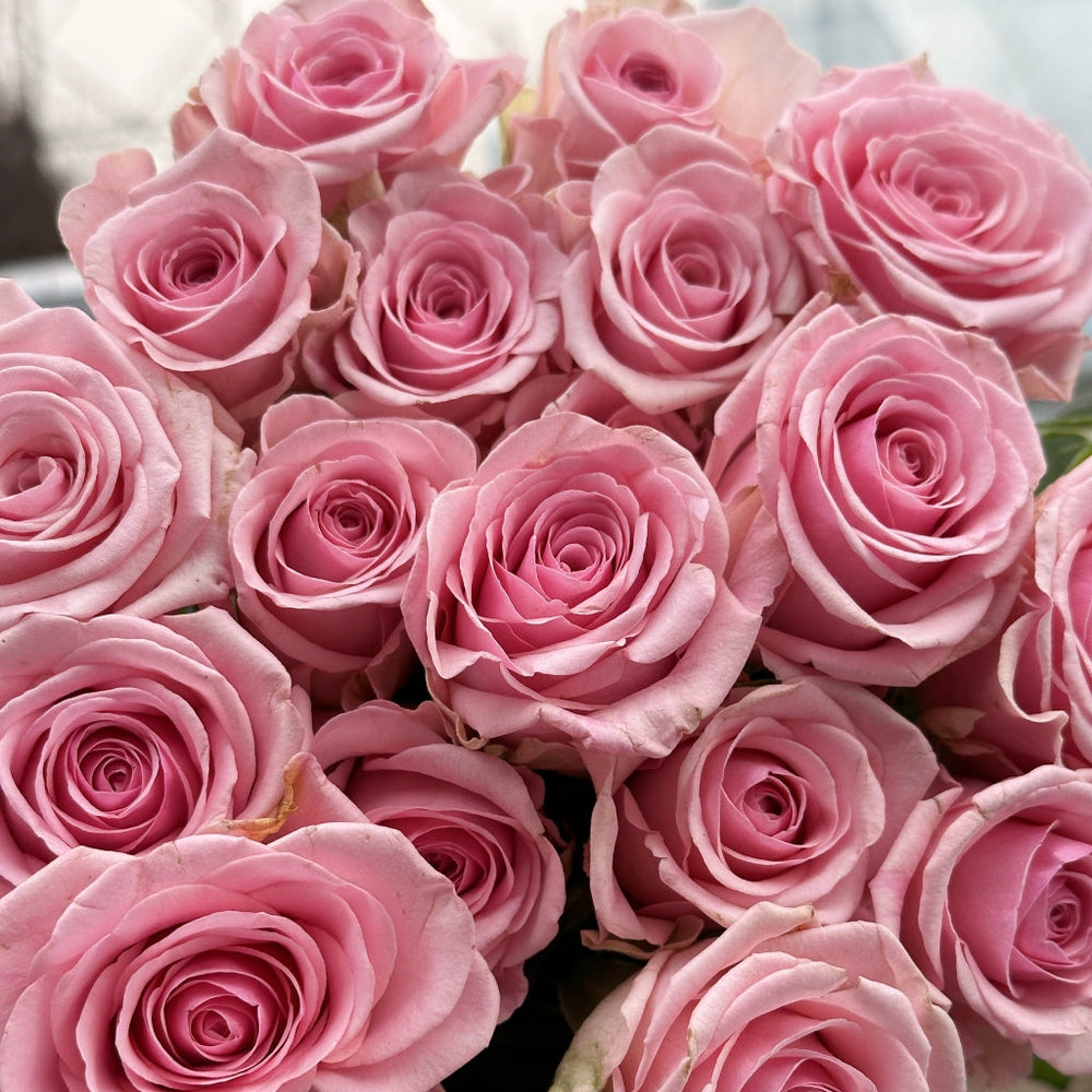 Heaven Rose