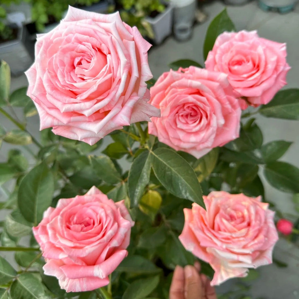 Huancai Rose