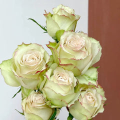 Hypnosis Rose