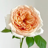 Impact Rose