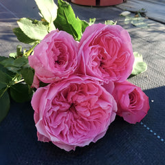Iroha Rose