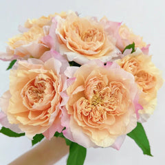 Issei Rose