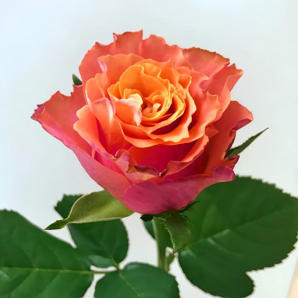 Jamaica Rose