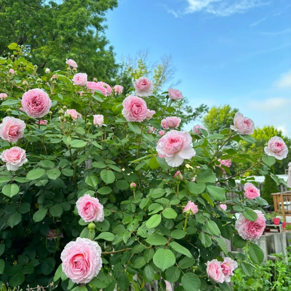 James Galway Rose