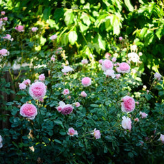 James Galway Rose