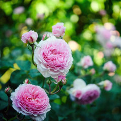 James Galway Rose