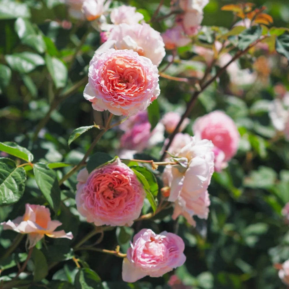 James Galway Rose