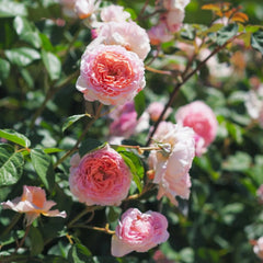 James Galway Rose