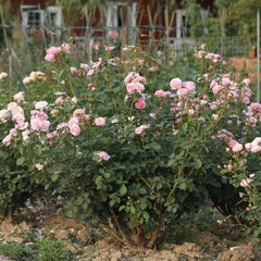 James Galway Rose