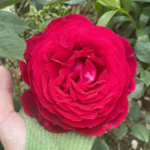 Janice Kellogg Rose