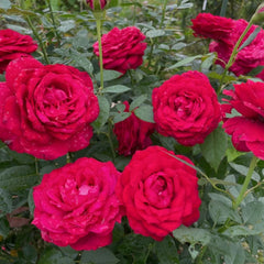 Janice Kellogg Rose