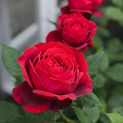 Janice Kellogg Rose