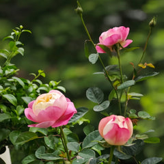 Japanese Mon Amour Rose