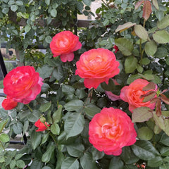 Jazz Festival Rose