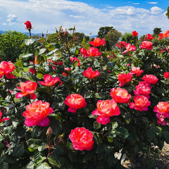 Jazz Festival Rose