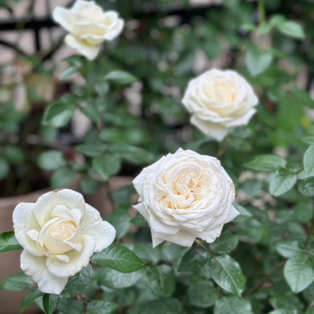 Jeanne Moreau Rose
