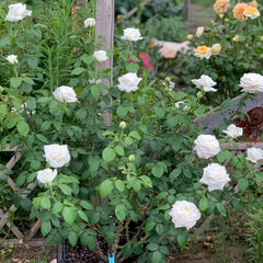 Jeanne Moreau Rose