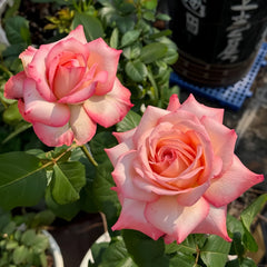 Joyce Rose