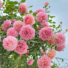 Jubilee Celebration Rose