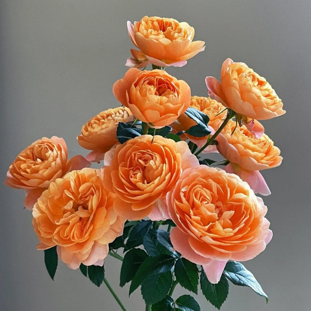 Juicy Terrazza Rose