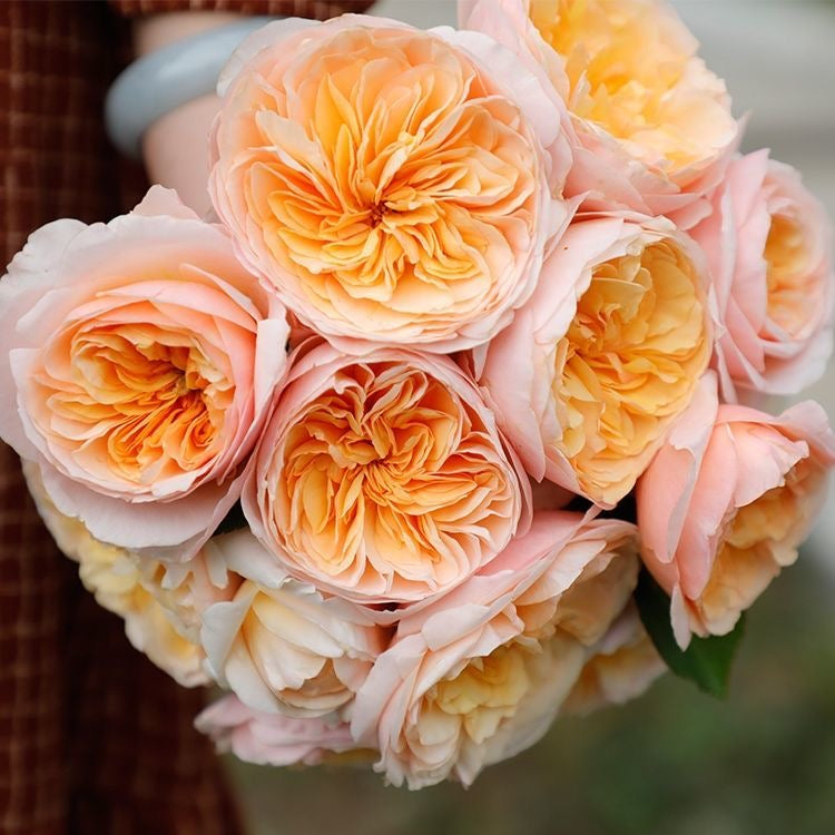 Apricot-pink Juliet rose bouquet held, soft outdoor lighting - Rosesplant