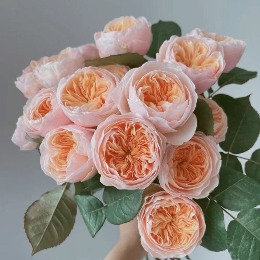 Hand holding apricot-pink Juliet rose bouquet with lush blooms and green leaves - RosesPlant premium rose