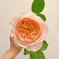 Hand holding apricot Juliet rose plant with vibrant green leaves, RosesPlant