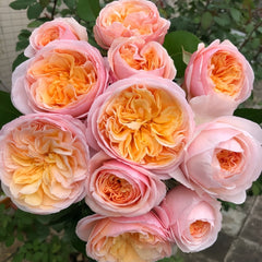Bouquet of apricot-pink Juliet roses with lush green leaves - Rosesplant
