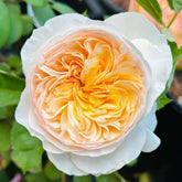 Single apricot-white Juliet rose bloom with layered petals, green foliage - Rosesplant